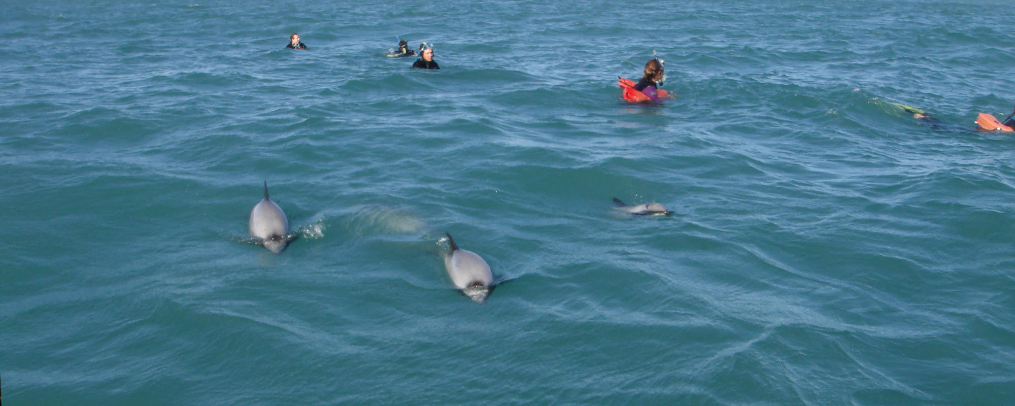 Schwimmen mit Delphine in Neuseeland