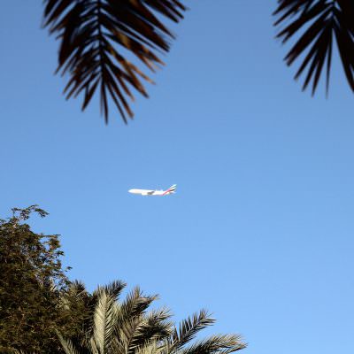 Fulgzeug der Emirates Fluglinie mit Palmen im Vordergrund