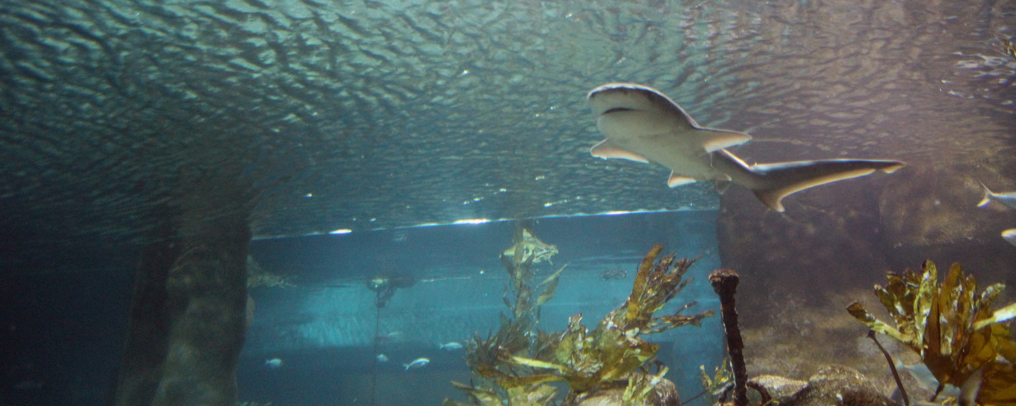 Hai im National Aquarium Neuseeland
