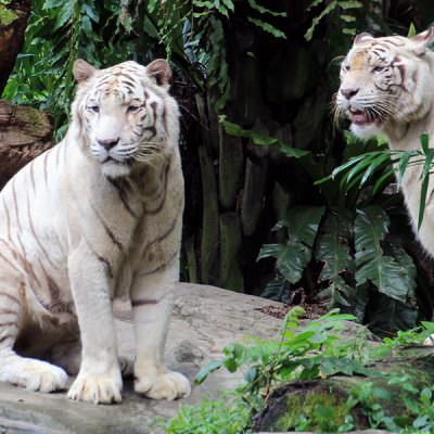 Weiße Tiger im Zoo von Singapur