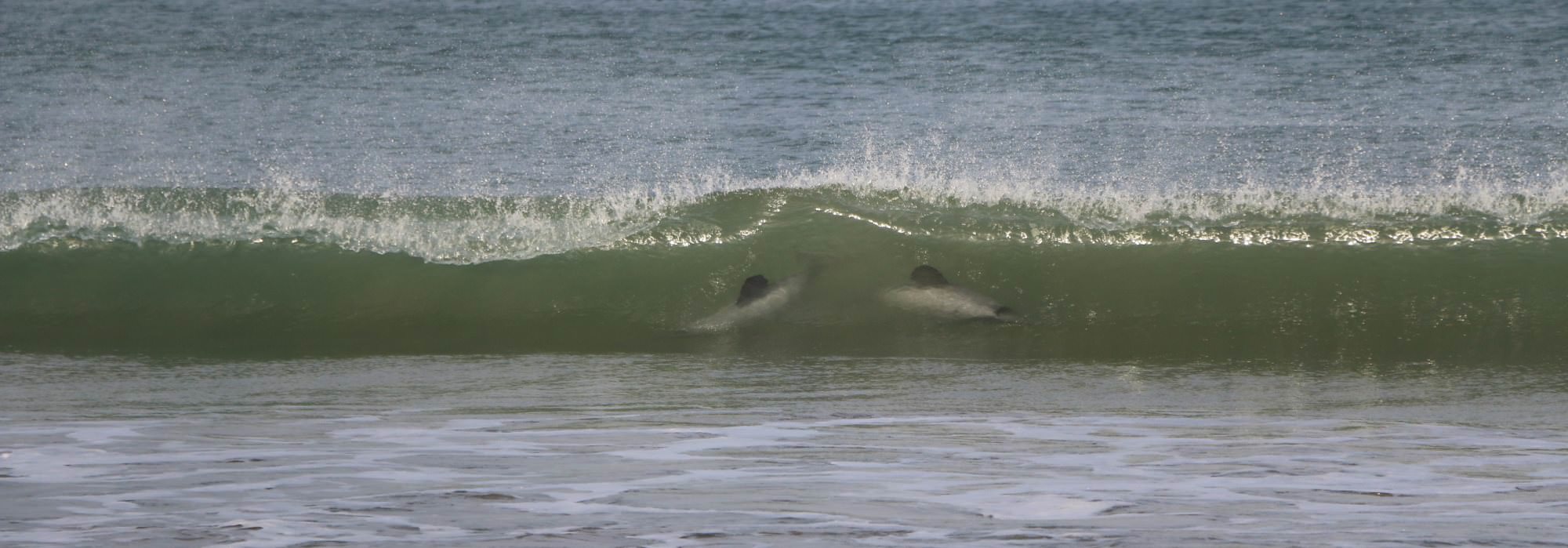 Delphine in einer Welle am Curio Bay