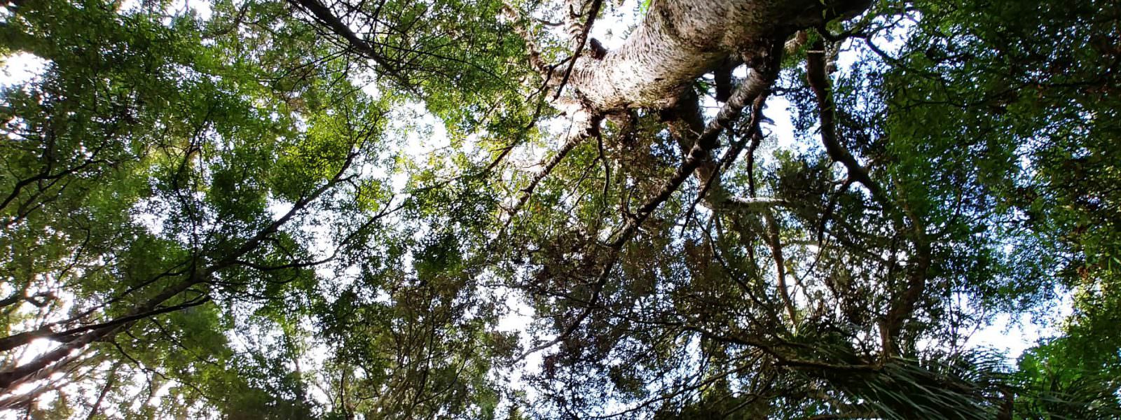 Redwood Track – Kauri Bäume